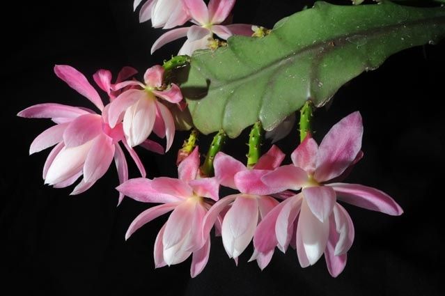 Розовый сортовой эпиффиллум Deutsche Kaiserin, лесной кактус