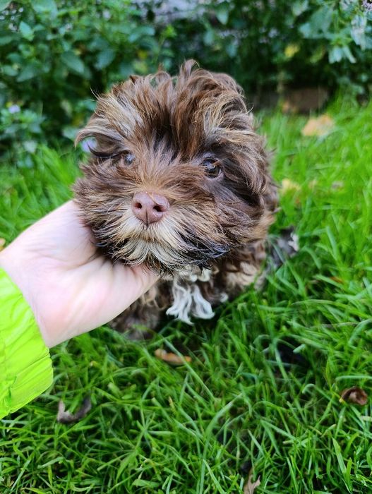 Yorkshire terrier suczka Tosia czekoladowa , chocko