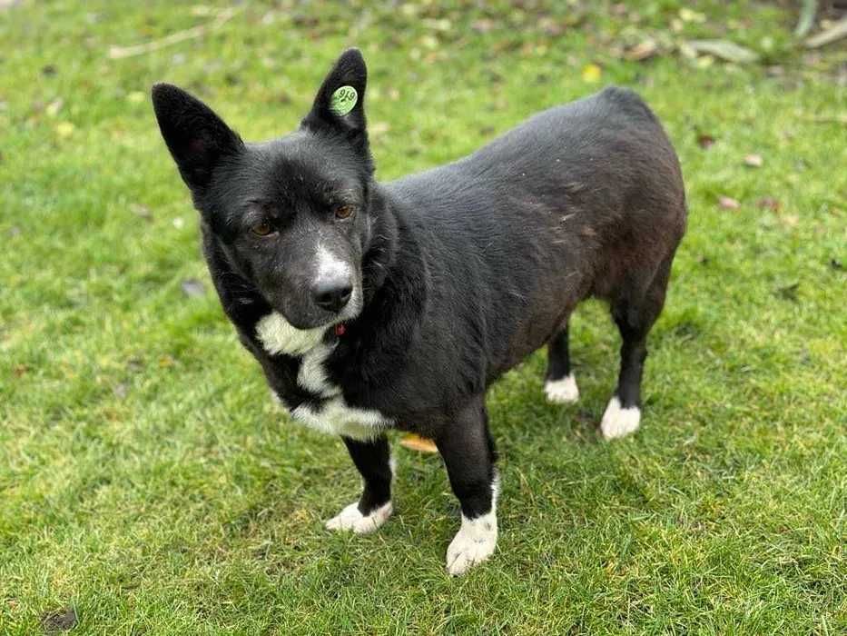 Przyjaciel na emeryturę Sunia Małgosia do adopcji