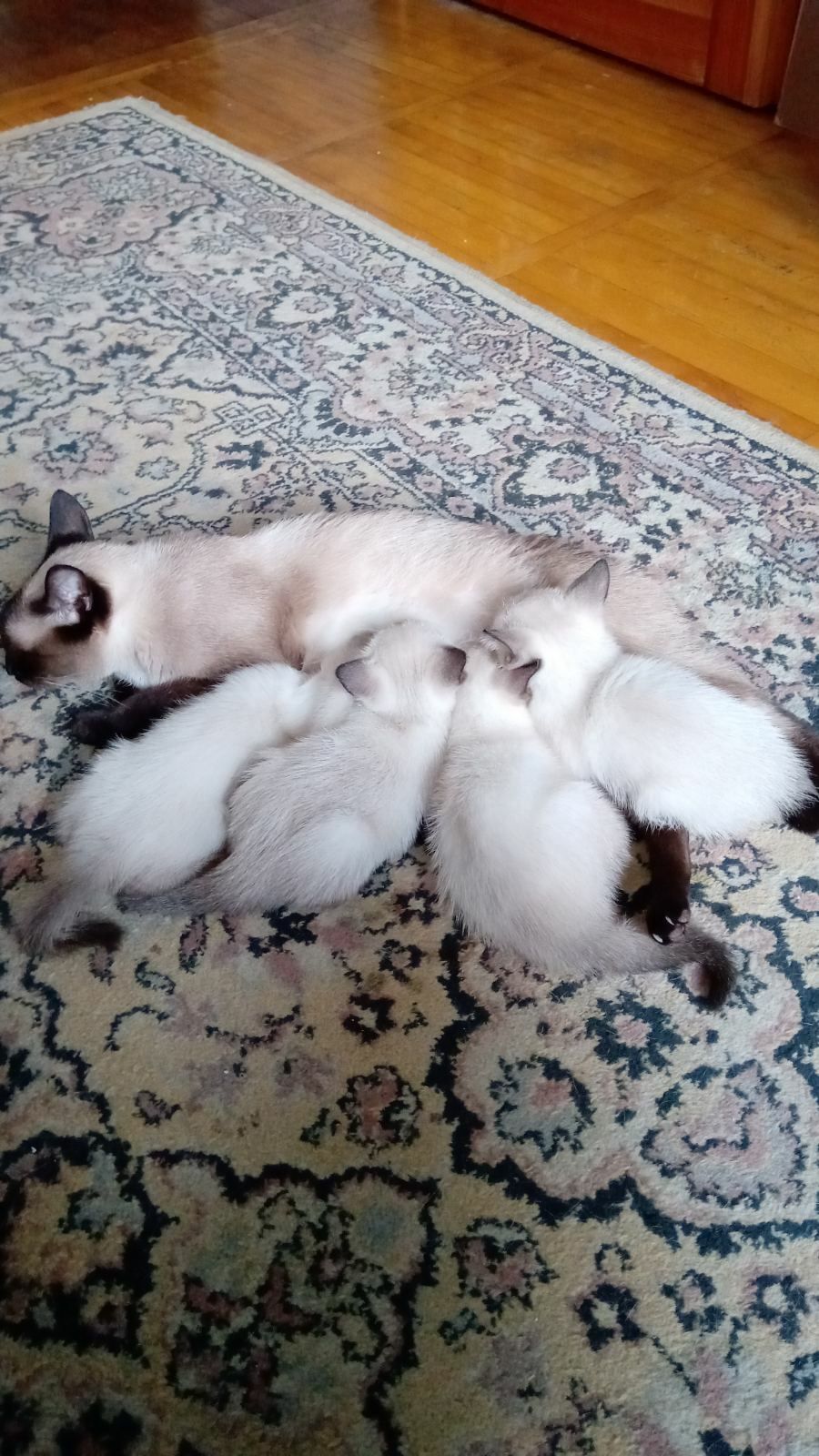 Продам сиамських кошенят