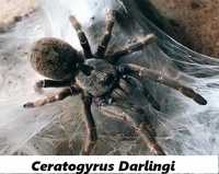 Паук Ceratogyrus darlingi L 6-7 самка