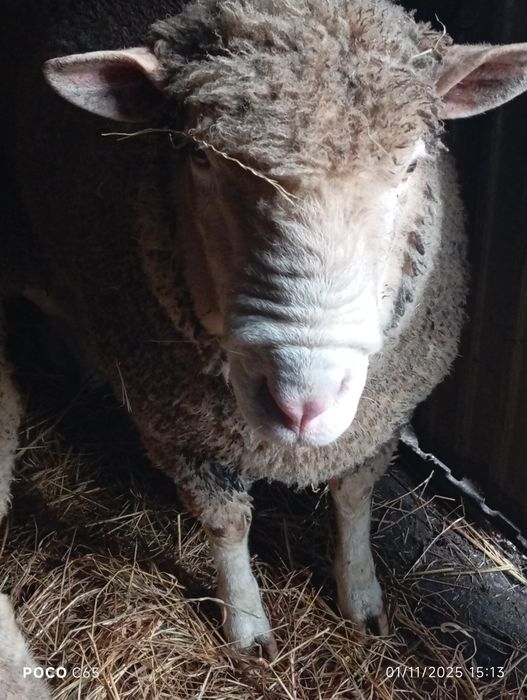 Macho Ile de France puro com um ano