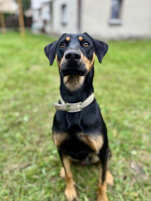 Pies, szczeniak po dobermanie