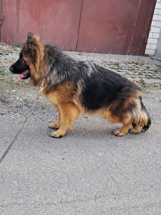 Высокопороднная длинношерстная девочка  8м