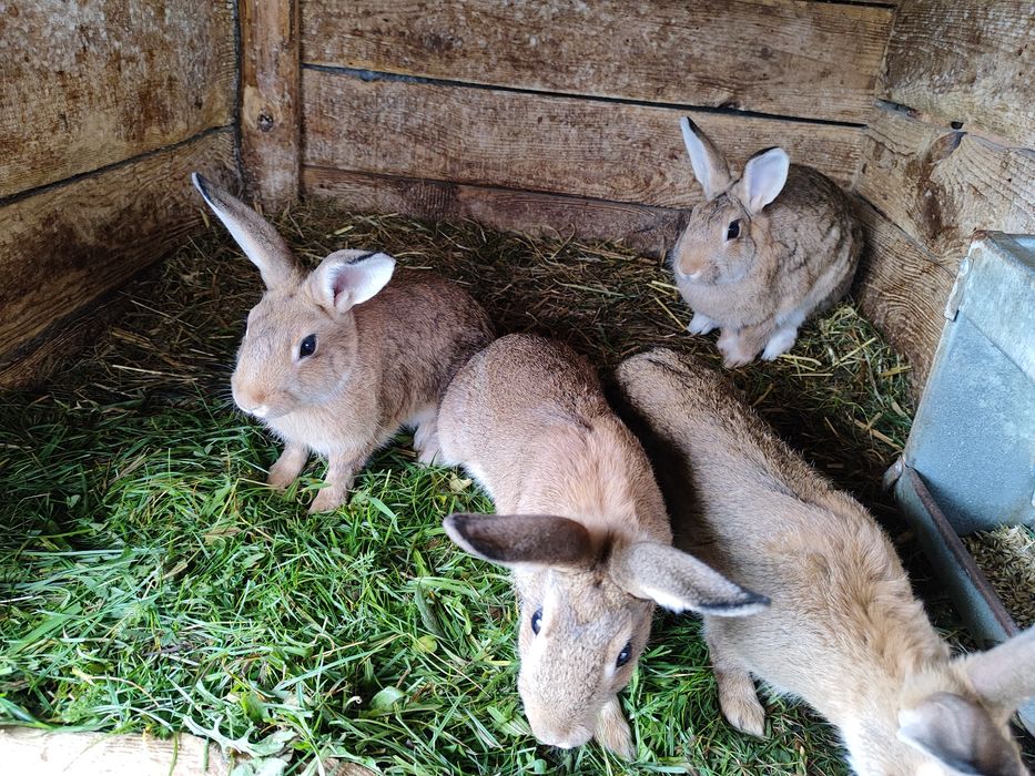 Dzikie króliki samce oraz samice