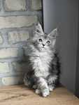 Maine coon  koteczka  rodowód  FPL