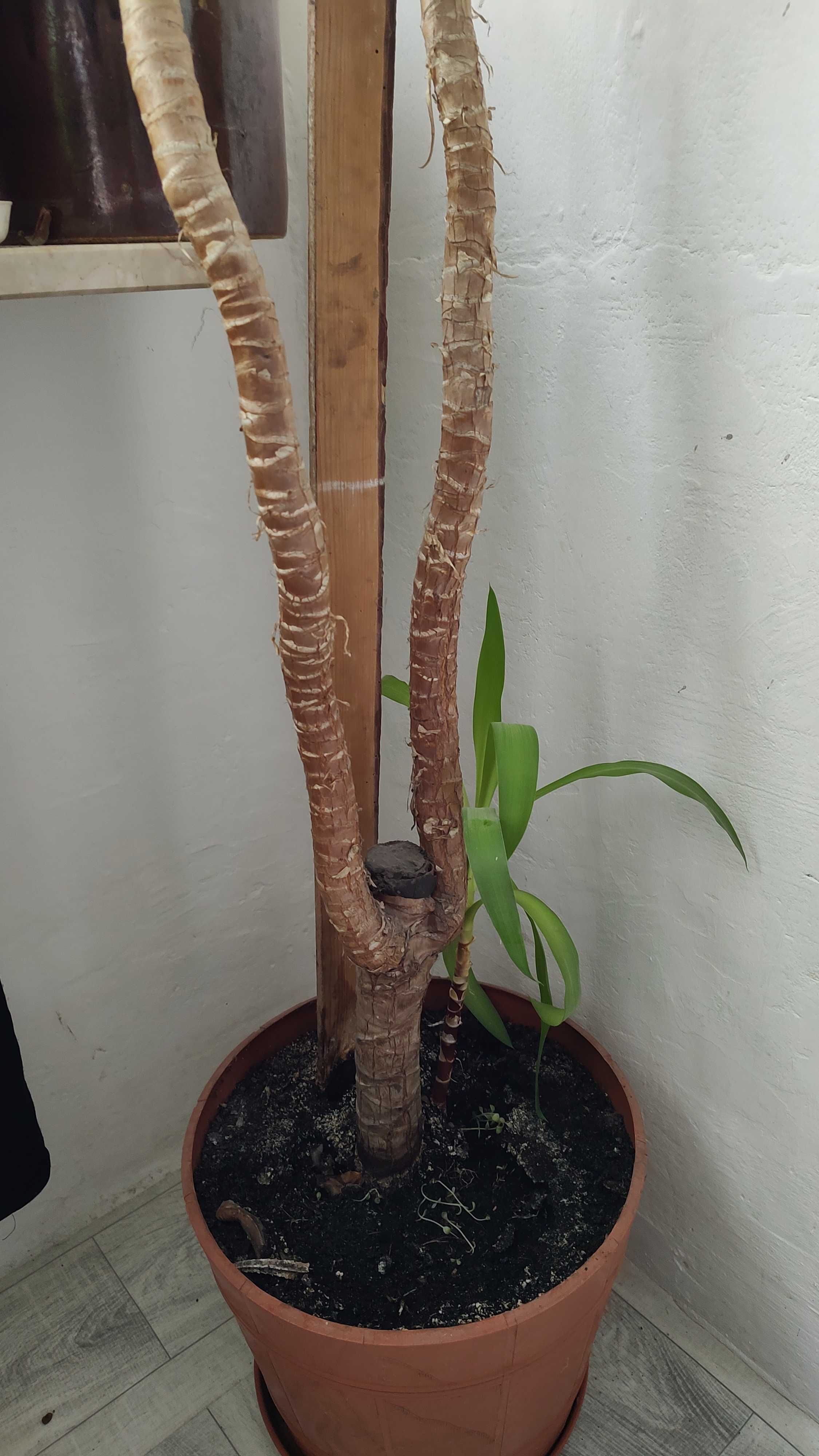 Kwiatek doniczkowy yucca duża