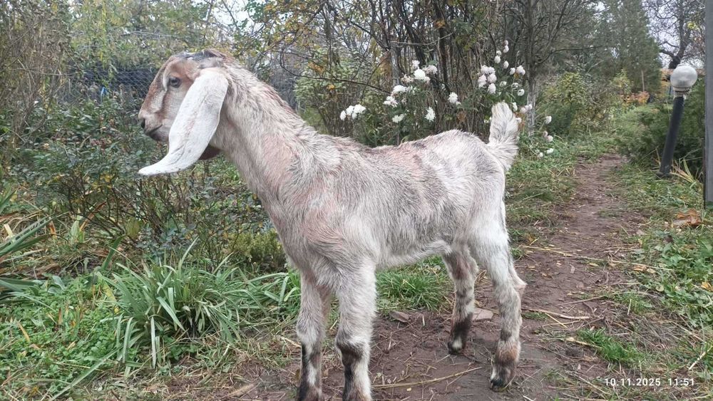 100% англо нубийский козлик козел козлята