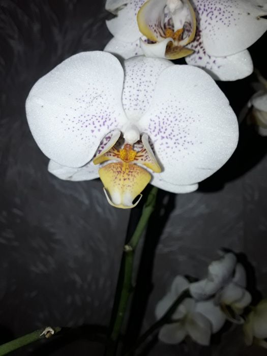 Орхідея новинка не квітне