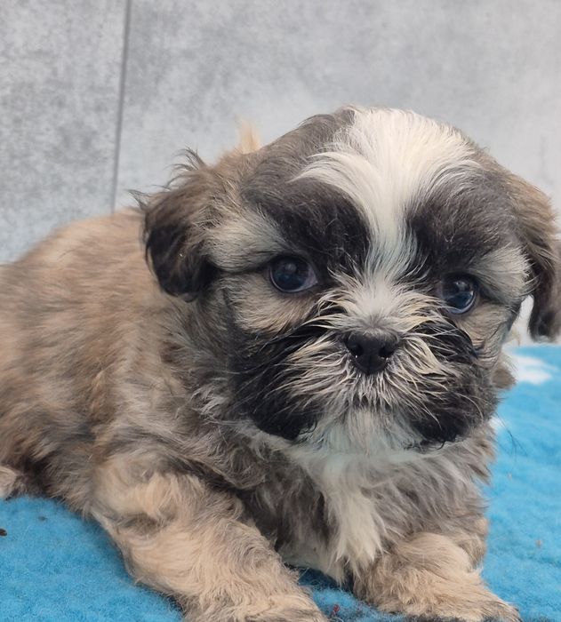SHIH TZU śliczny piesek do rezerwacji