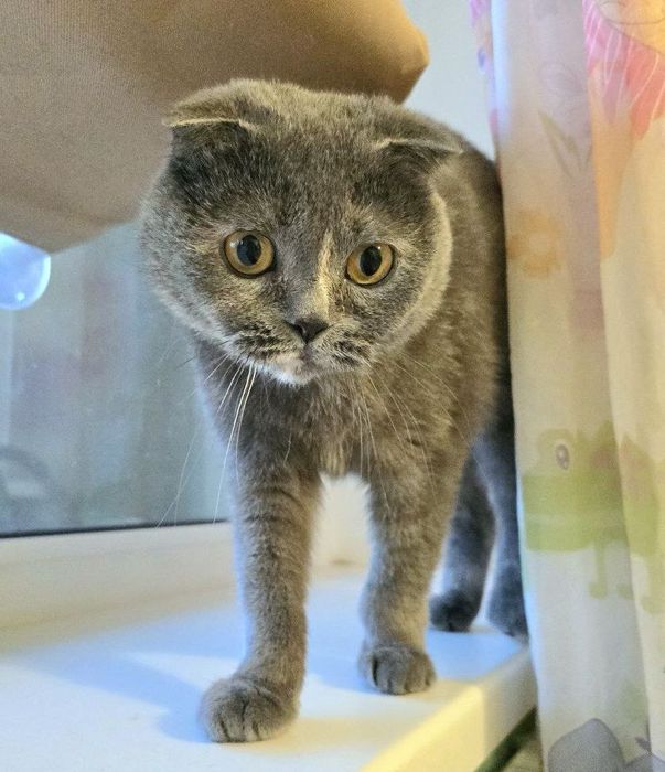 Вислоуха ніжна ручна кішка шукає родину