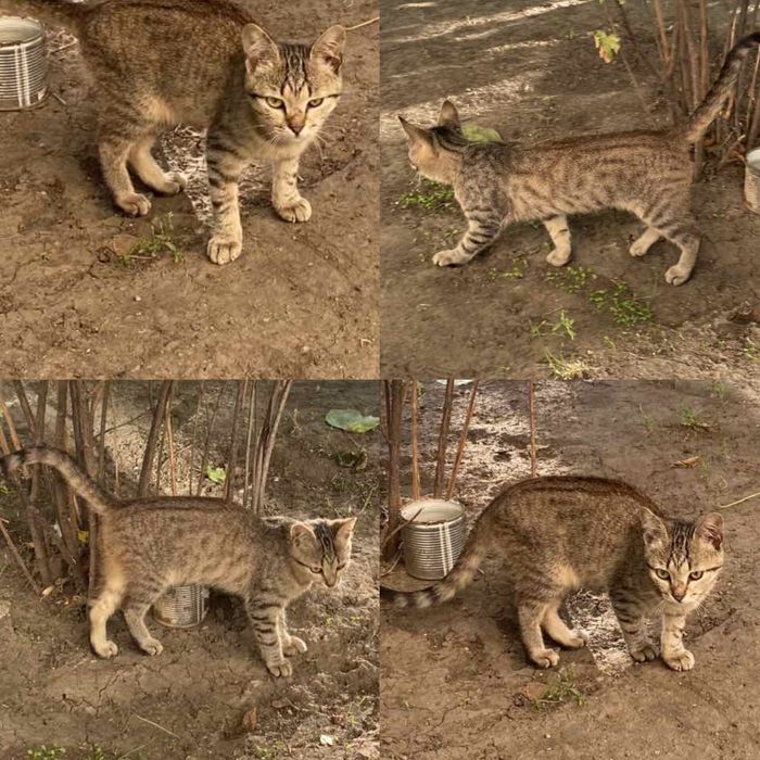 Котенок девочка бесплатно. Кошечка даром. Котята. Кошка.