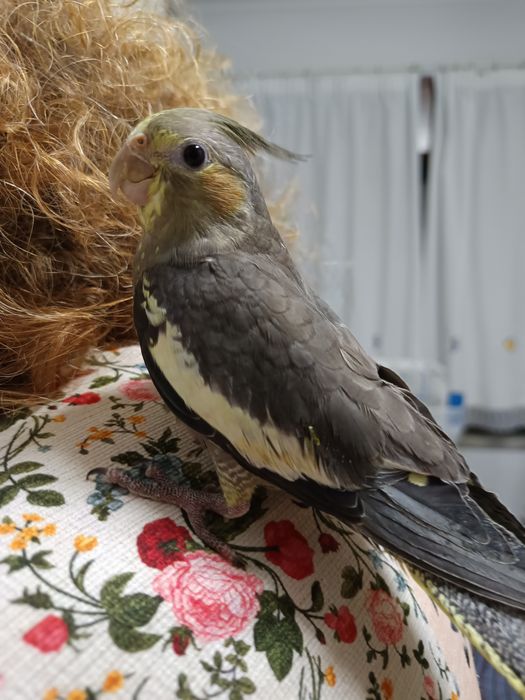 Caturras domesticada que fala