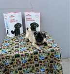 Lindissima PUG creme  menina