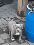 Amstaff  -  piesek