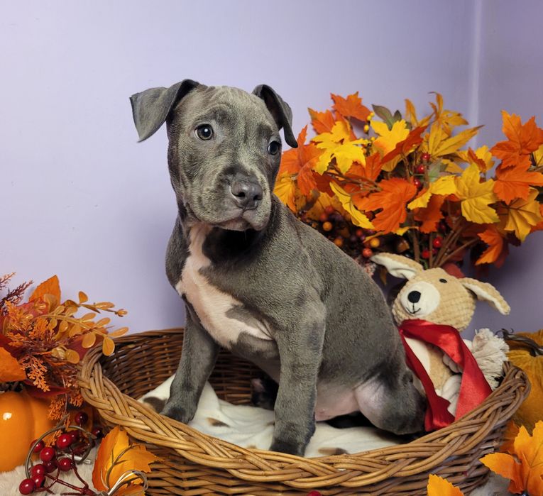 Śliczny piesek Amstaff blue!