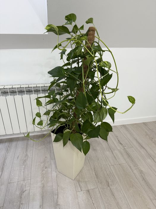 Kwiat z donicą domowy