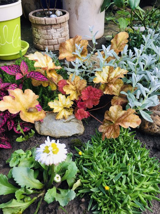 Гейхера сортова багаторічна