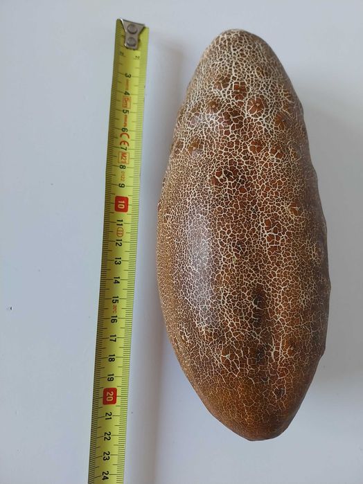 Ogórek brązowy ukraiński nasiona 25szt