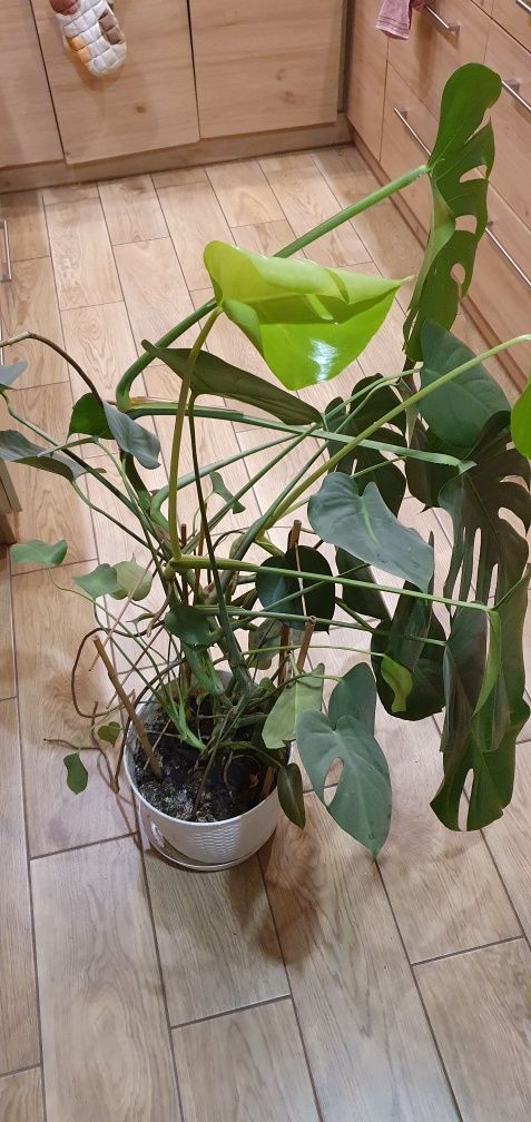 Monstera bardzo ładna