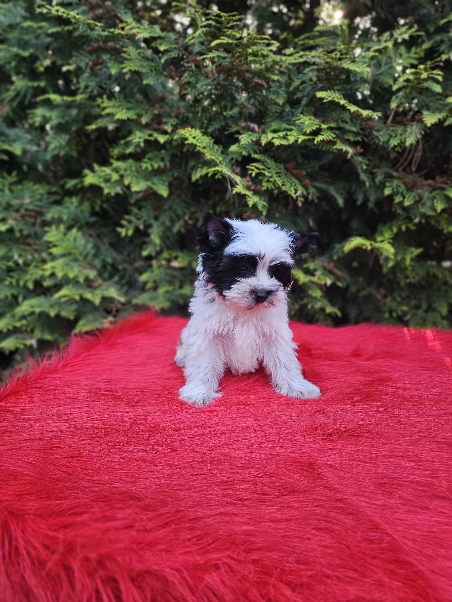 Biewer Yorkshire Terrier gotowy do zmiany domku york