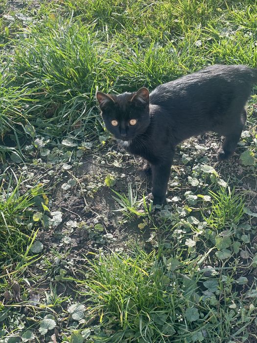 Віддам у добрі руки кошенят задармо