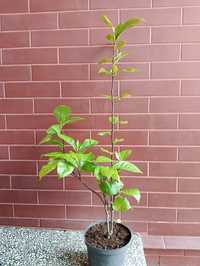 Magnolia sadzonka 0,90m