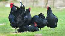 Ovos galados Australorp