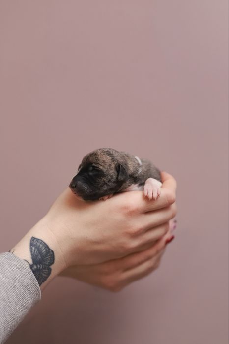 Chart Angielski Whippet ZKwP FCI