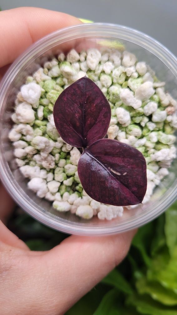 Zamioculcas / Zamiokulkas Raven Red Wine