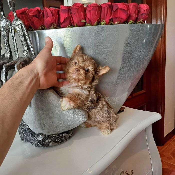Yorkshire Terrier MACHO miniatura CHOCOLATE MERLE