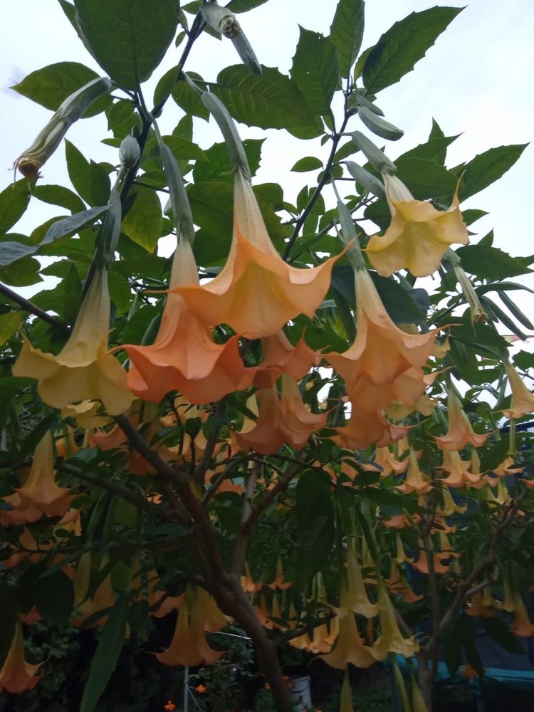 Datura - sadzonka 150 cm