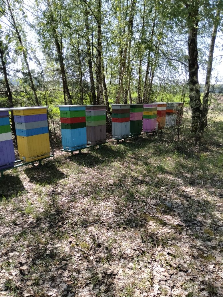 Miód wielokwiatowy sprzedaż hurtowa