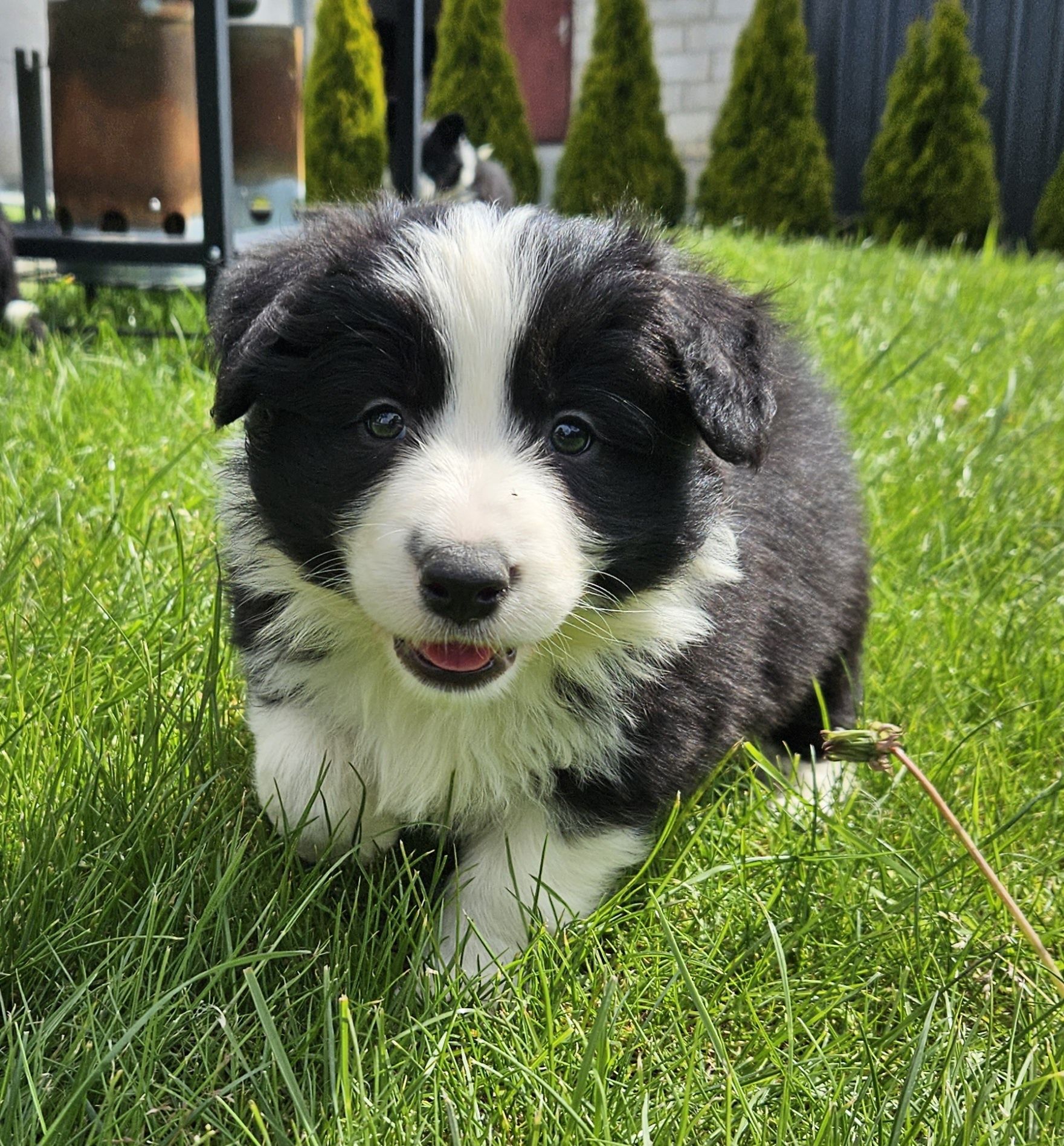 Border collie czarno biały