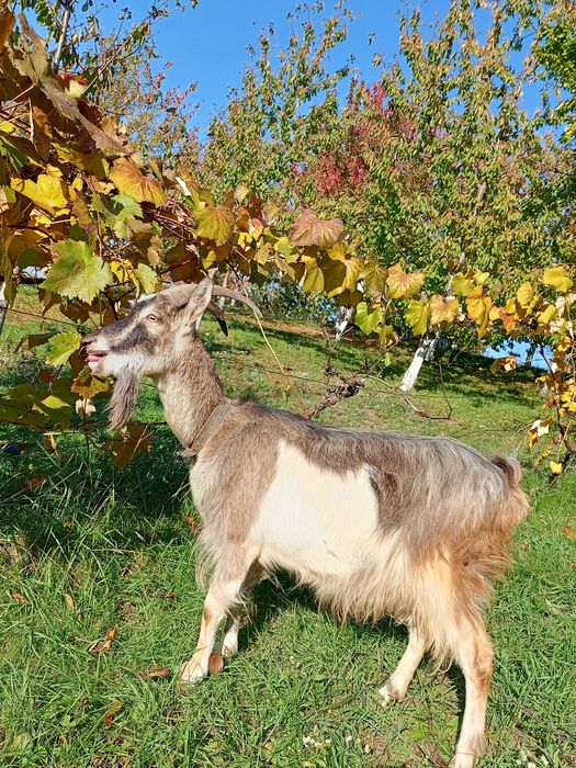 Молочна  два споловиною роки .