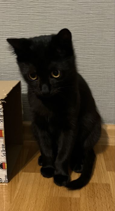 Віддам гарне кошеня