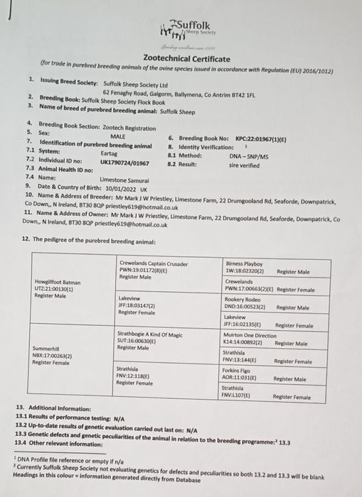 Venda de  Carneiro Suffolk