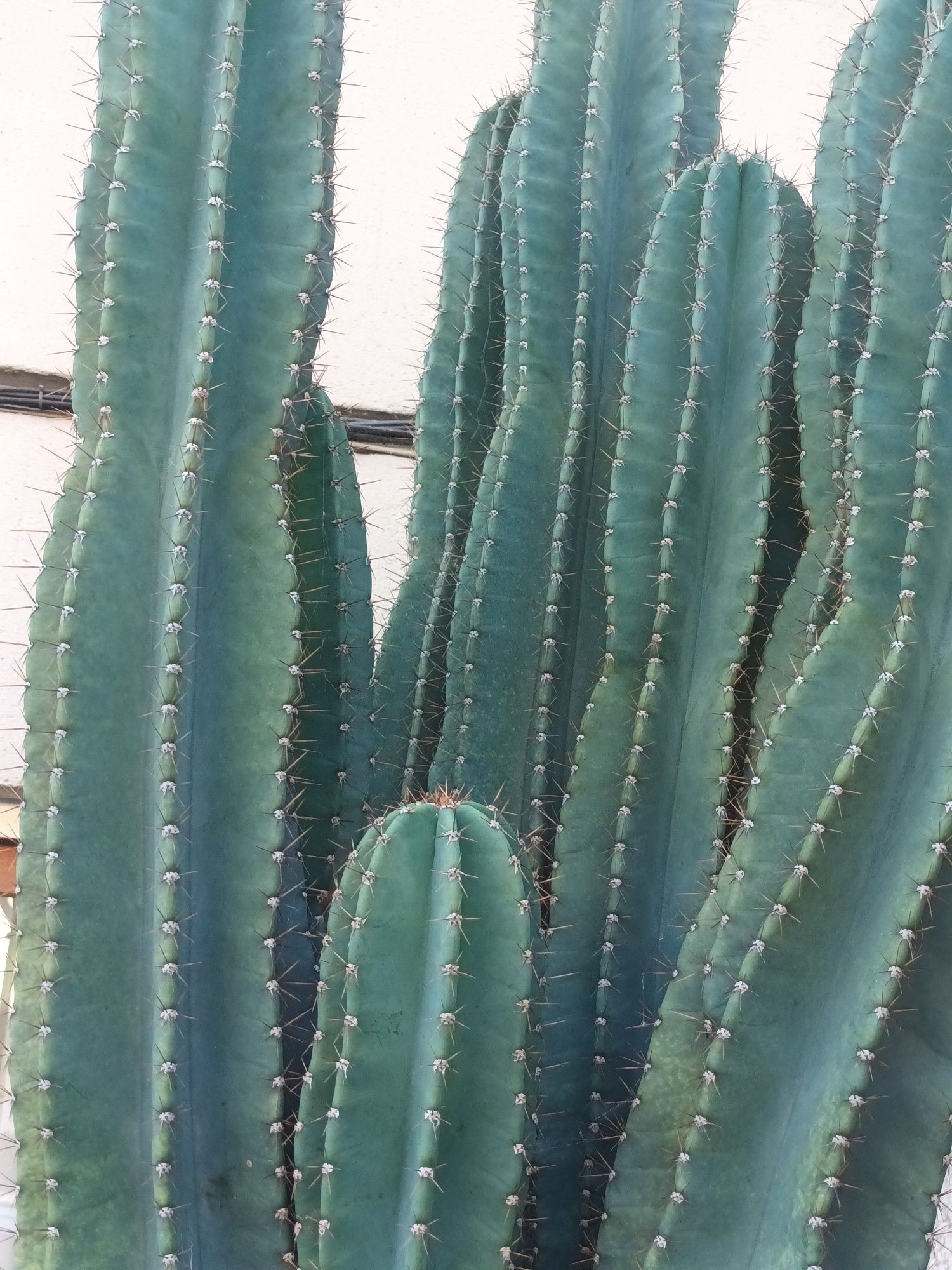 Cacto Cereus repandus