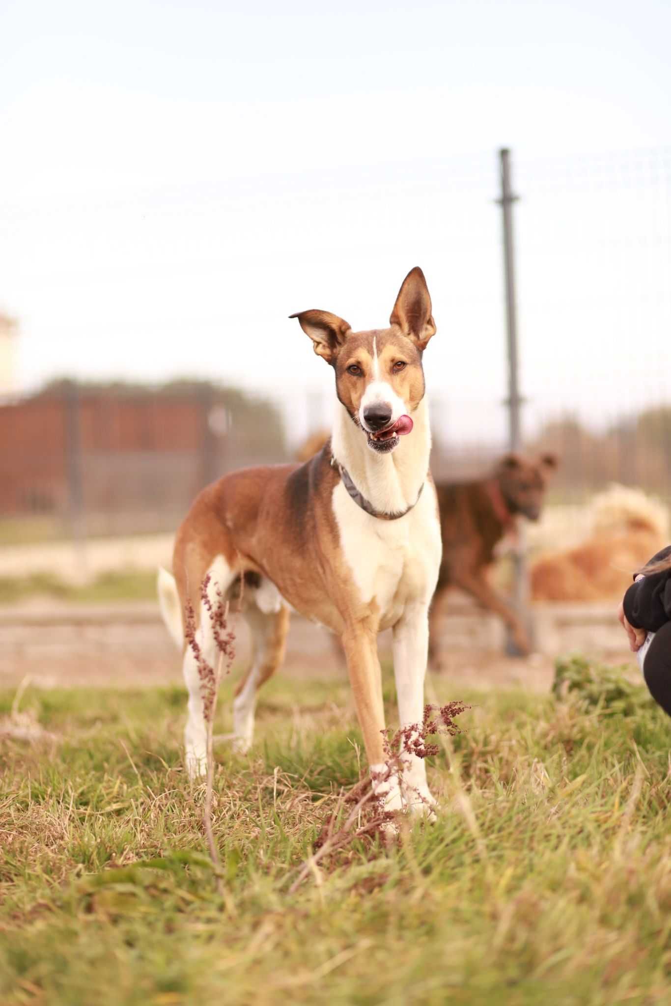 cudowny pies w typie rasy - poznaj i adoptuj