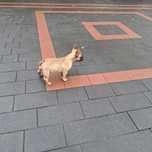 Buldog francuski rodowód +wyprawka