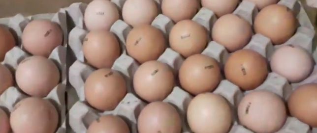 Маркированное инкубационное яицо несушки, бройлеры, мясо-яичные