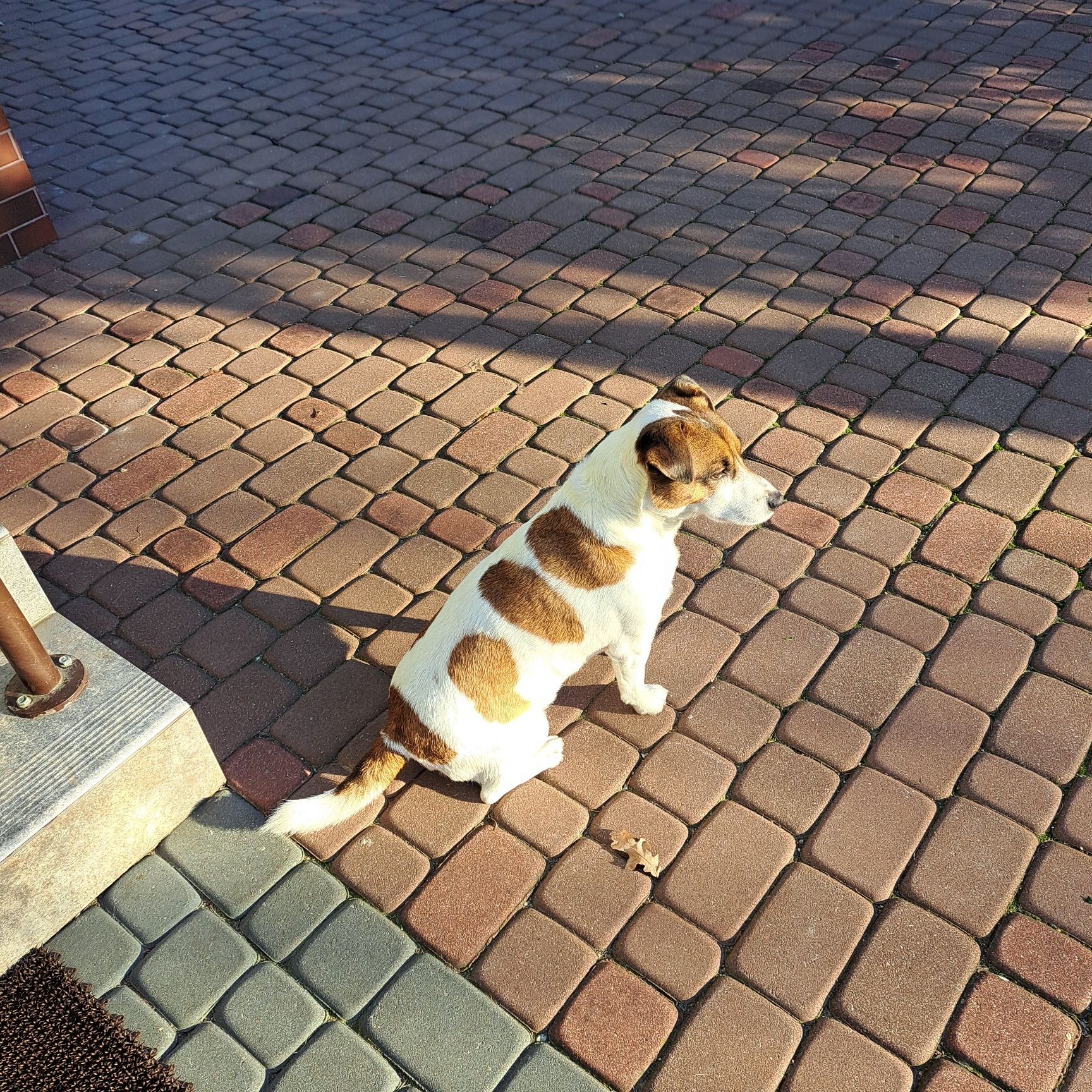 Oddam pieska rasy Jack Russell Terrier w dobre ręce