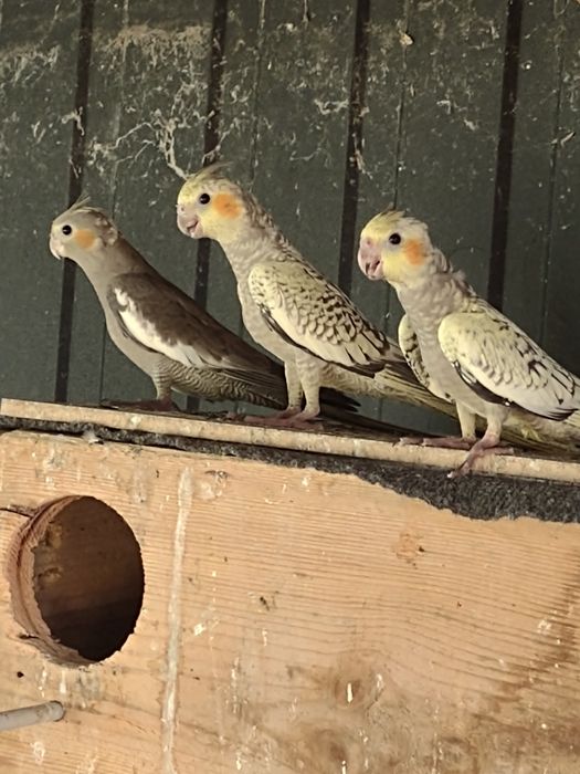 Papugi nimfy z woliery zewnętrznej