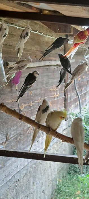 Sprzedam papugi nimfy