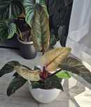 Philodendron pink birkin duże liscie