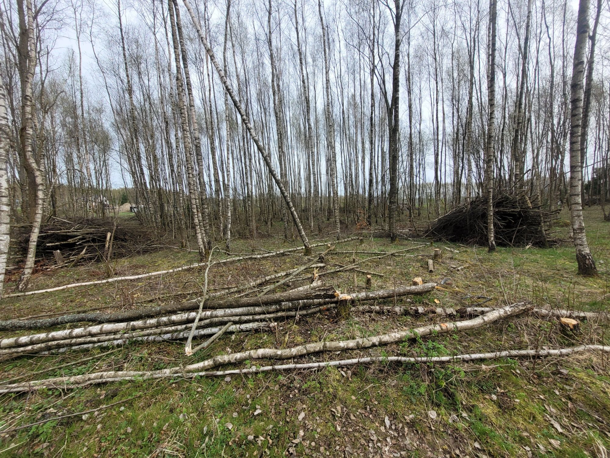 Gałęziówka 200zl za wszystko