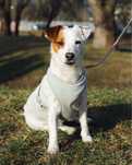 Trzyletnia suczka w typie Jack Russell Terrier