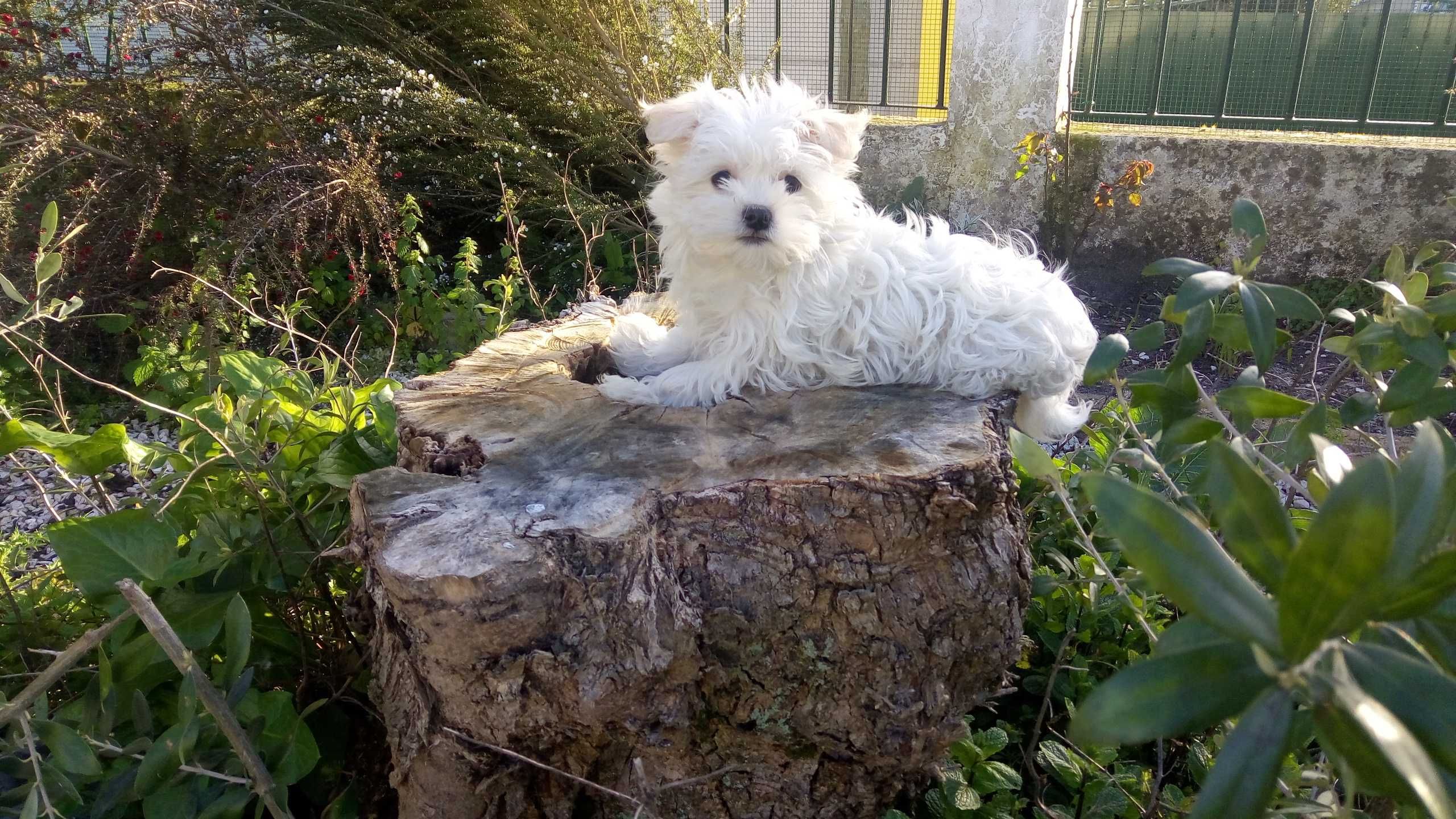 Linda fêmea Bichon Maltês miniatura