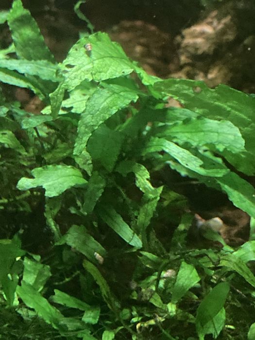 pack de plantas para aquario (fácies de manter)