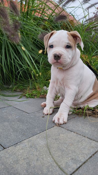 American Staffordshire Terrier płowa suczka FCI